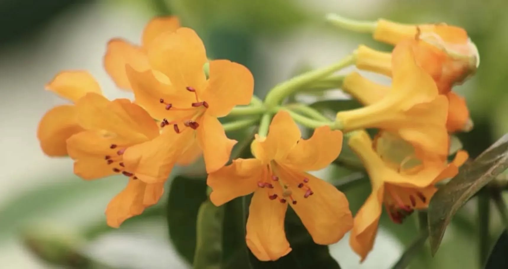 Flower detail
